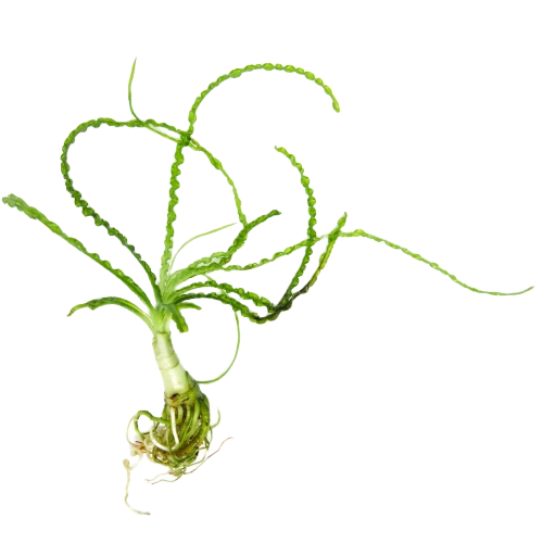 African Onion Plant