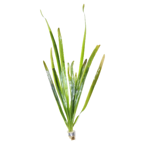 Vallisneria